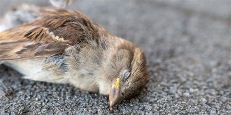 鳥 死|感染症による野生動物の大量死リスクの評価に向けて（2022年。